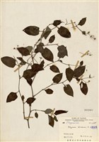 藏品(火炭母草)的圖片